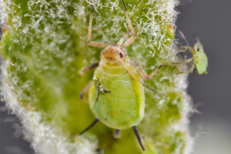 Article | Les méthodes naturelles pour débarrasser votre jardin des pucerons