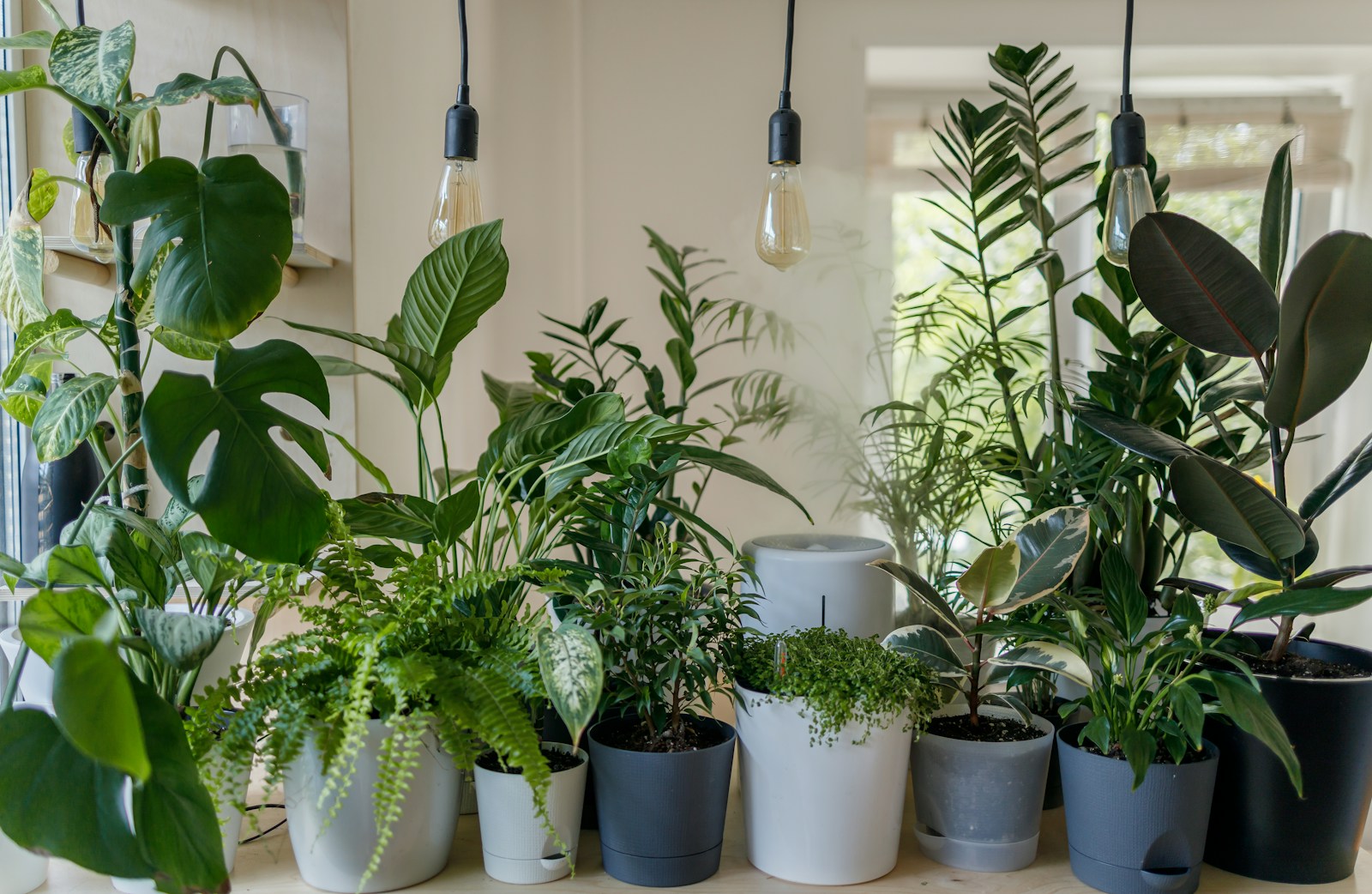L'impact de la climatisation sur les plantes d'intérieur : est-elle néfaste ?
