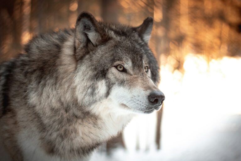 Article | L’incroyable métamorphose du loup au chien