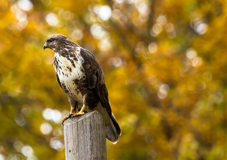 Article | Quel oiseau détient le record de vitesse ?