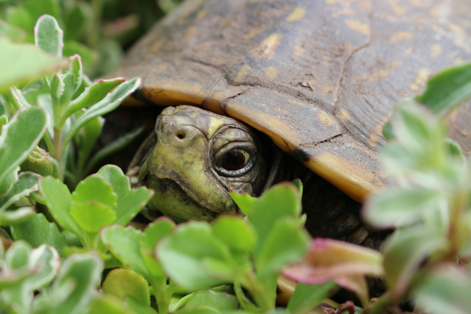 Quels animaux sont les prédateurs des tortues terrestres ?