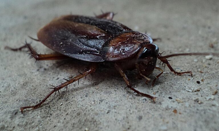 Article | 5 idées reçues sur les cafards : ce qu’il faut vraiment savoir pour s’en débarrasser