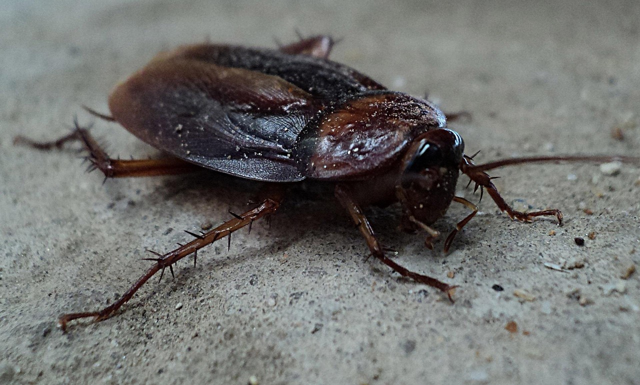 5 idées reçues sur les cafards : ce qu’il faut vraiment savoir pour s’en débarrasser