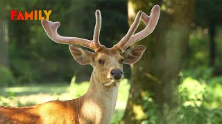 Animaux sauvages : quand chaque naissance peut sauver une espèce
