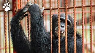 Chimpanzés : comment survivre après les cages ?