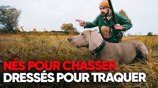 Comment les chiens de chasse sont-ils dressés ?
