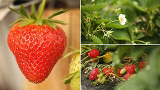 Fraises, pommes et trésors exotiques : nouveaux goûts, nouveaux enjeux