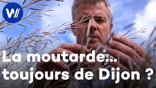 Le retour de la culture de moutarde en France