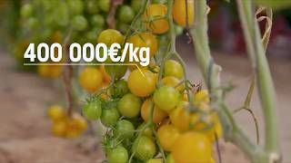 Les légumes, c'était mieux avant ?