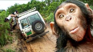 Liberté pour les chimpanzés : Mission Congo