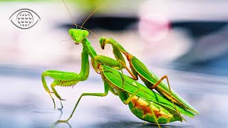 Mantes religieuses : pourquoi dévorent-elles ceux qu’elles séduisent ?