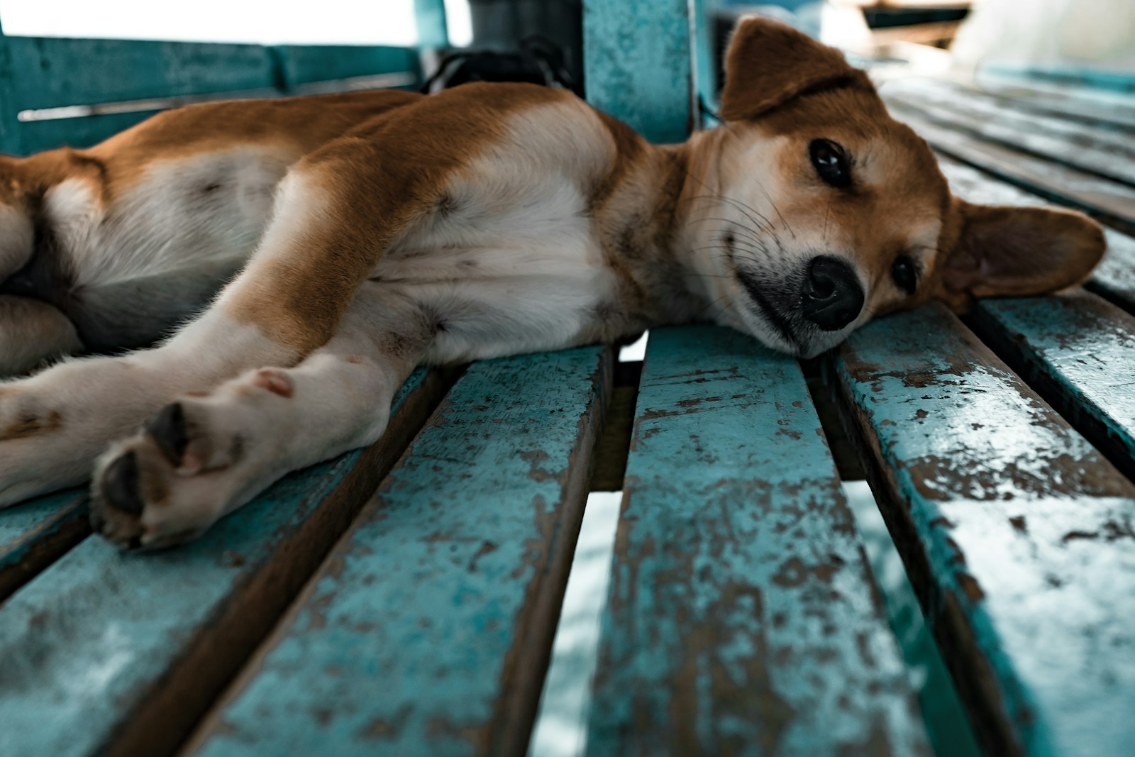 Comment la chaleur extrême affecte-t-elle les articulations de votre chien ?
