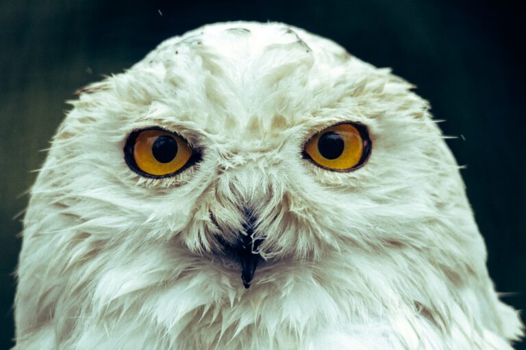 Article | Comment les animaux perçoivent-ils le monde à travers leurs yeux ?