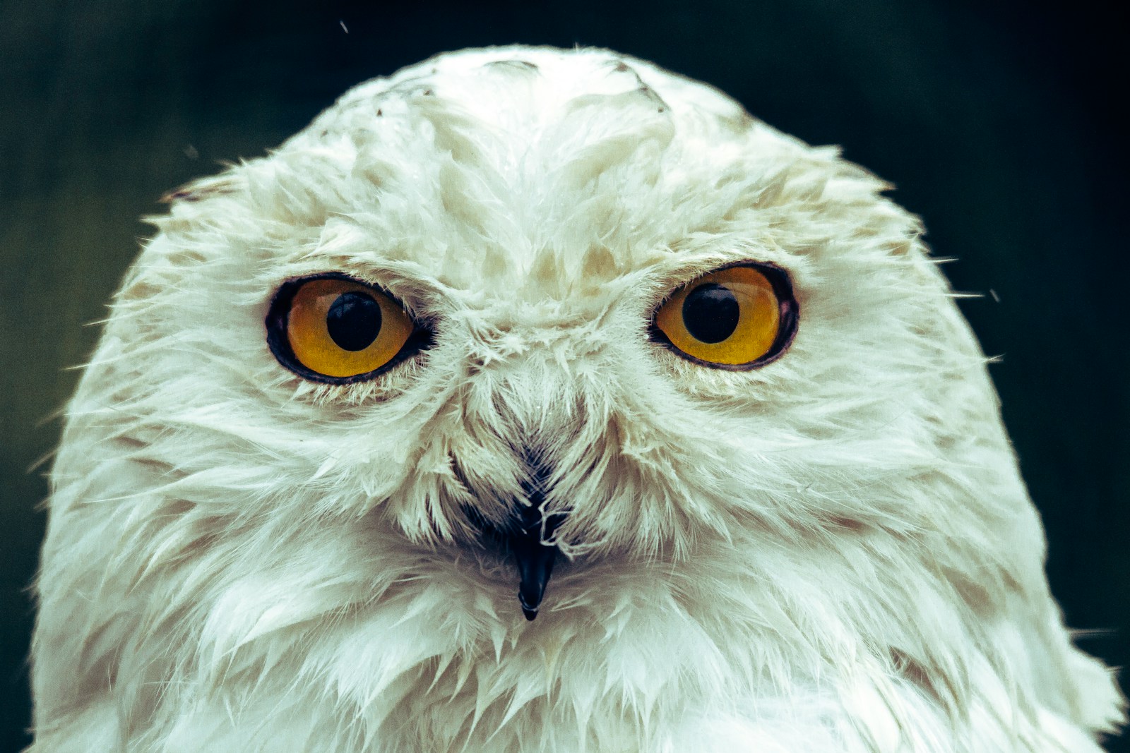 Comment les animaux perçoivent-ils le monde à travers leurs yeux ?