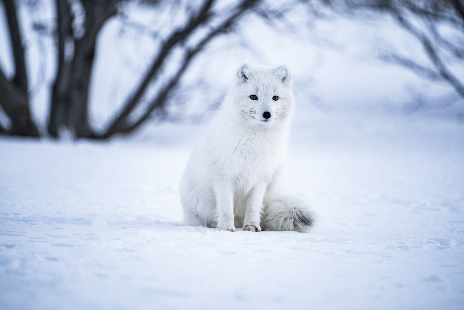 Ces animaux qui défient les températures extrêmes