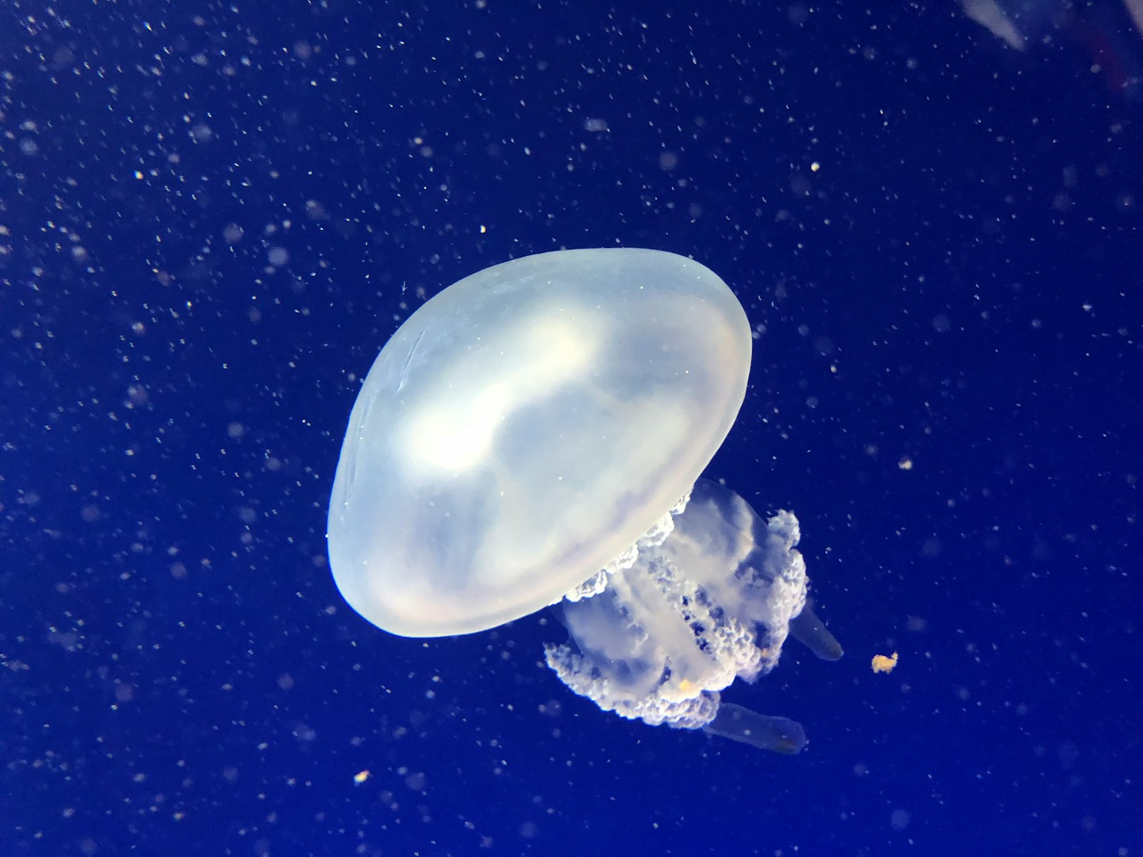Faut-il vraiment faire pipi sur une piqûre de méduse ?