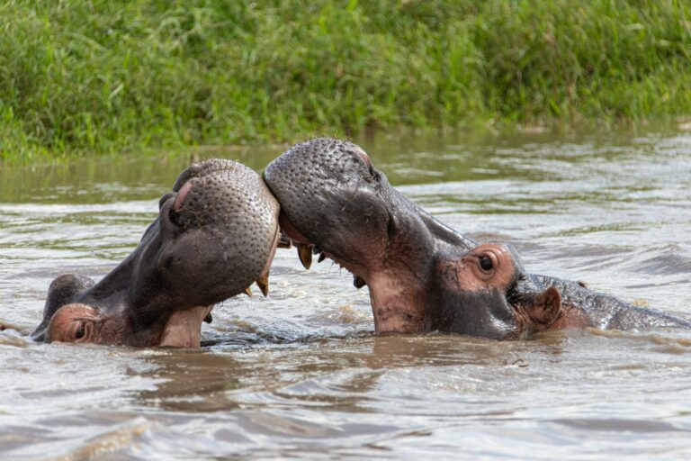 Article | Hippopotames : les tueurs silencieux des rivières africaines