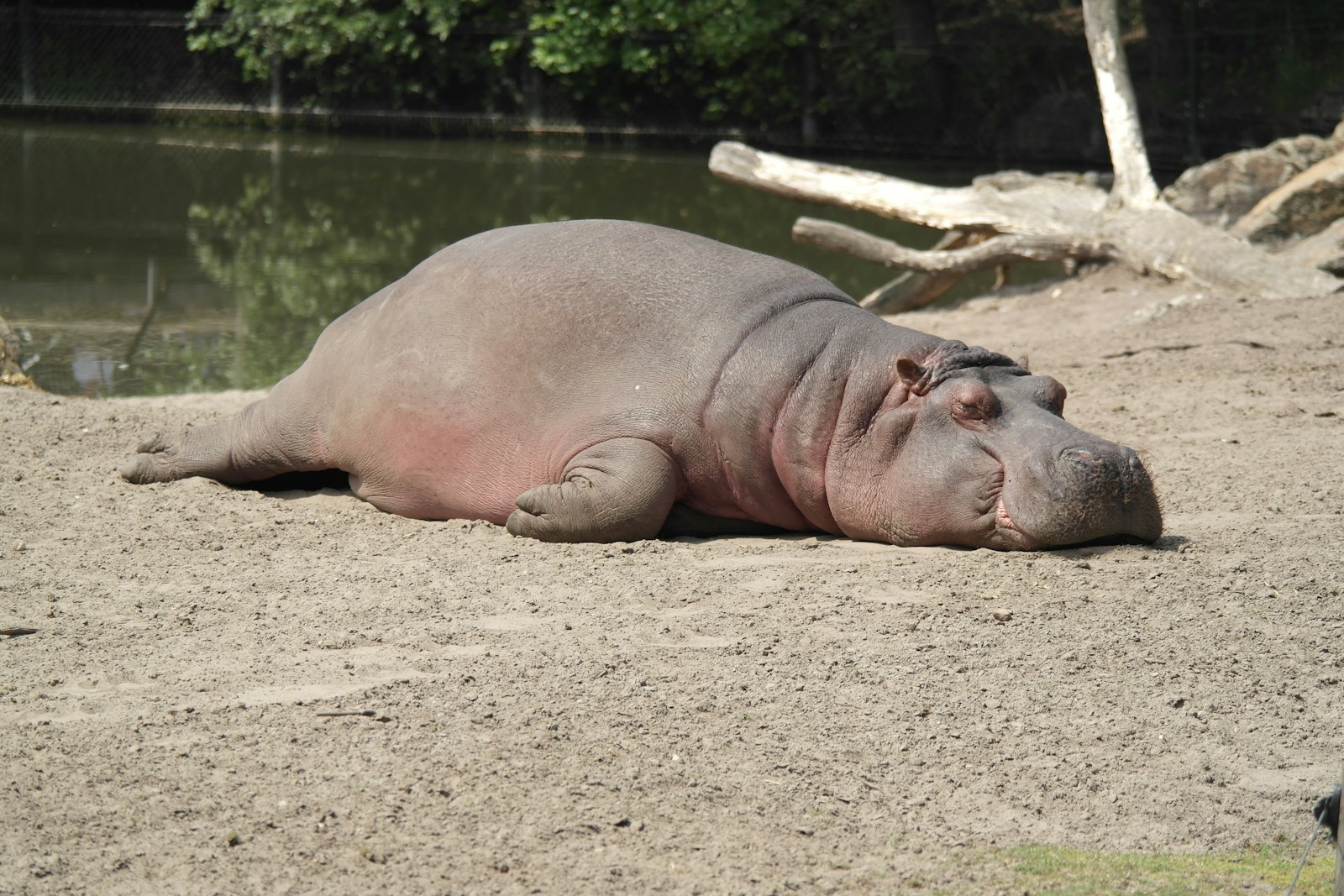 Il est possible de coexister avec les hippopotames