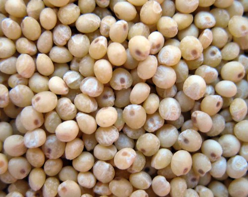 Le millet