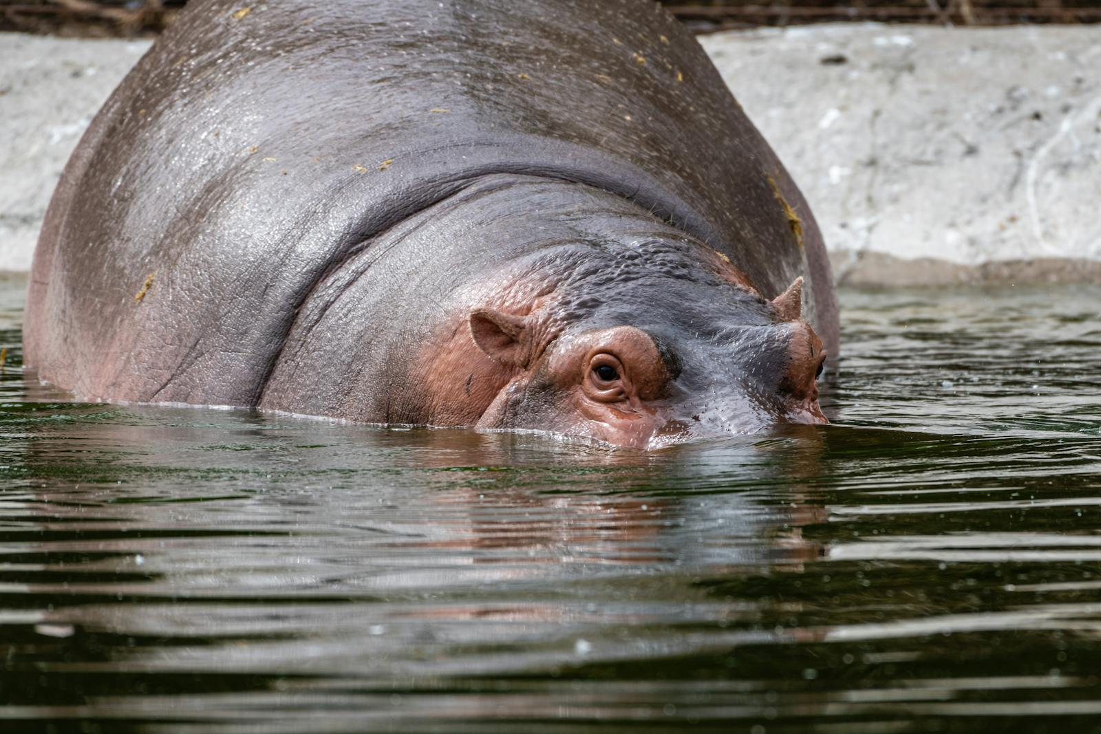 Les hippopotames sont des animaux très vigilants