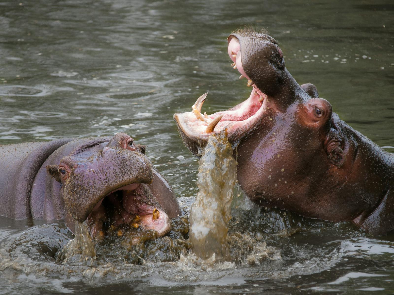 Les populations locales connaissent bien le danger que l'hippopotame représente