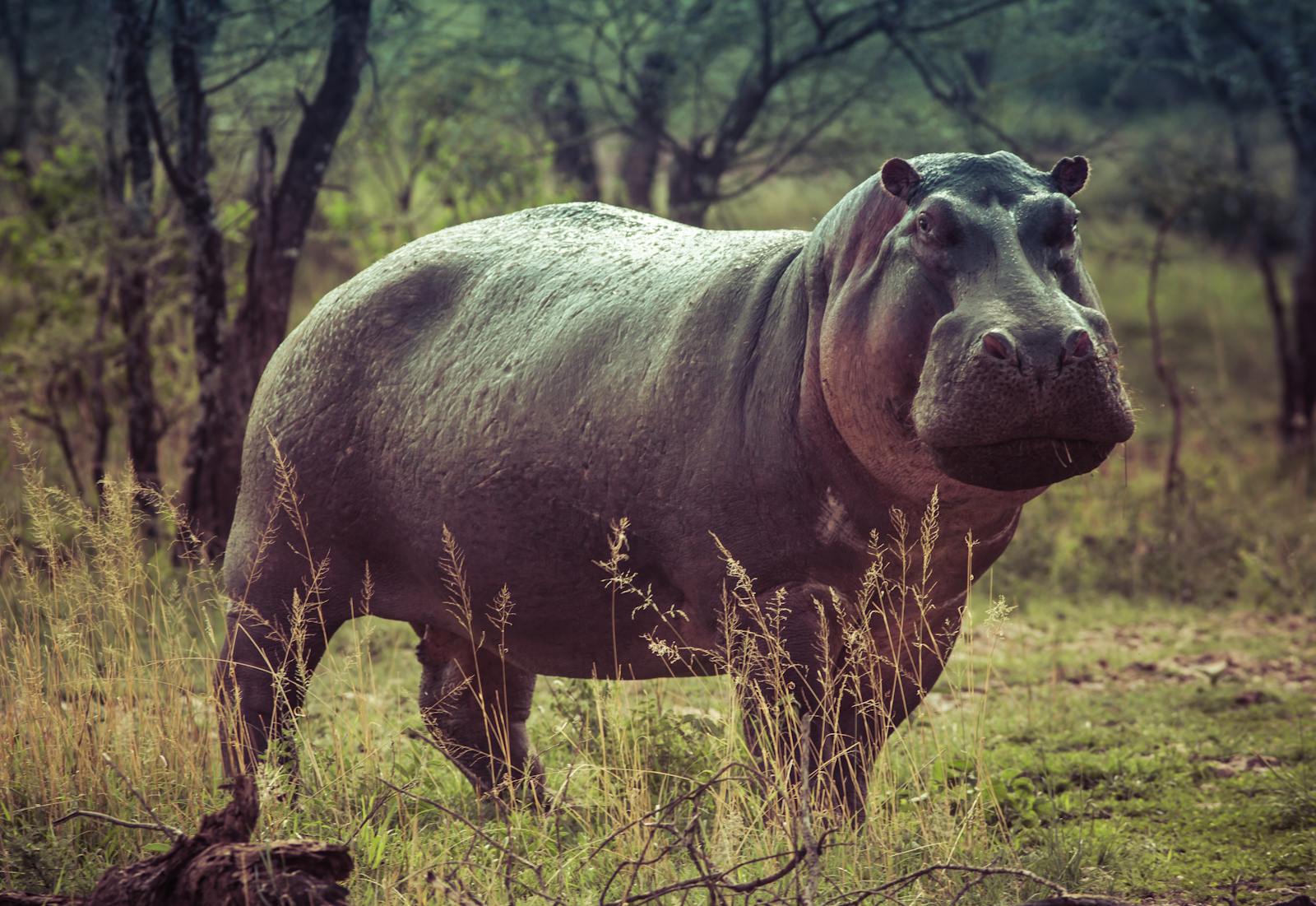 Leur agressivité territoriale est l’un des traits les plus marqués