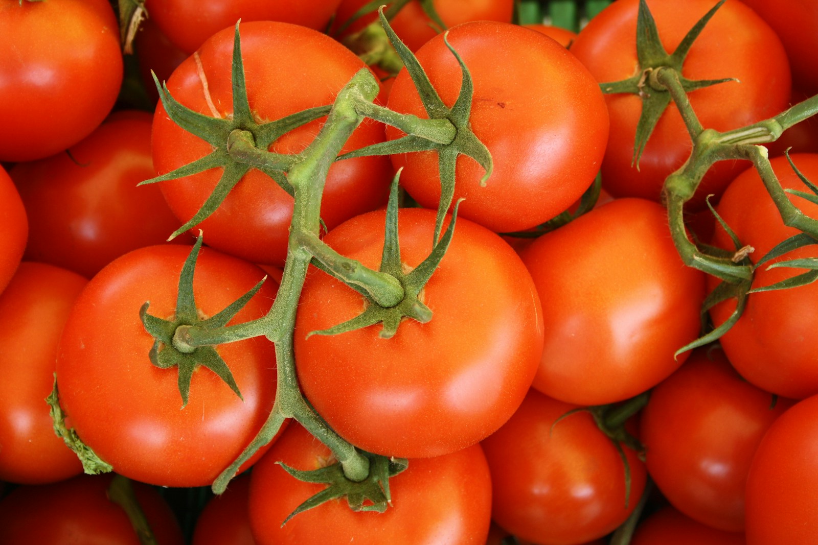 Quels avantages apportent les tomates ?