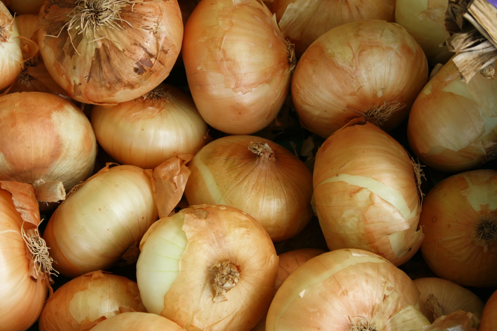 Quels avantages procure la consommation d'oignons ?