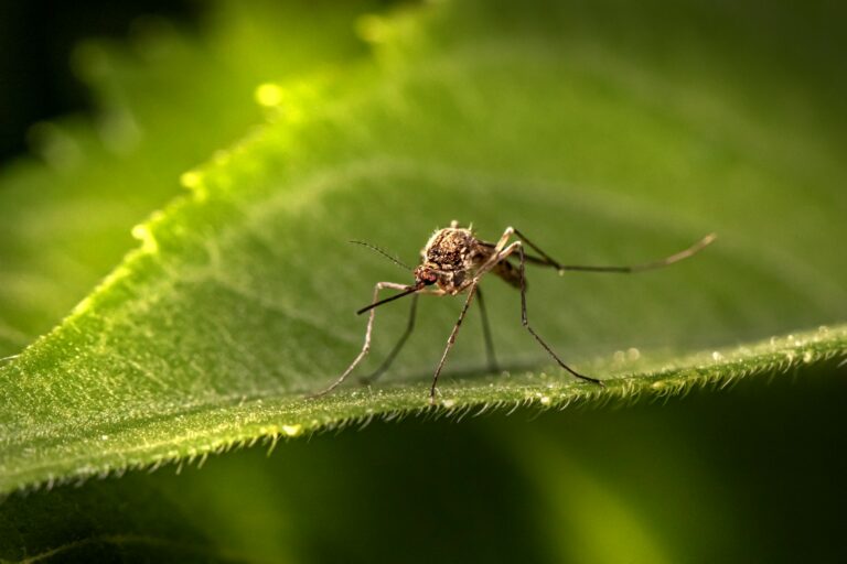 Article | Soyez vigilant : ces plantes peuvent transformer votre jardin en paradis pour moustiques !