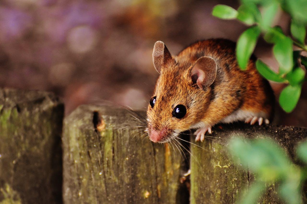Top 8 des méthodes les plus efficaces pour lutter contre les rongeurs et insectes