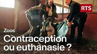 Ces zoos qui tuent leurs animaux : pourquoi ça fait débat en Europe ?