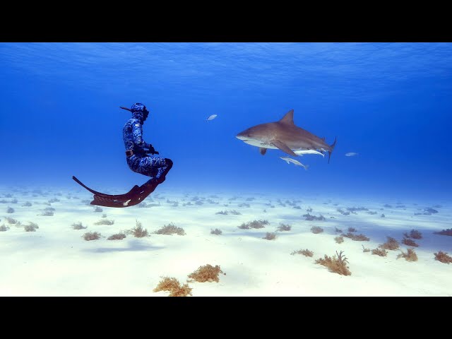 À la rencontre des requins
