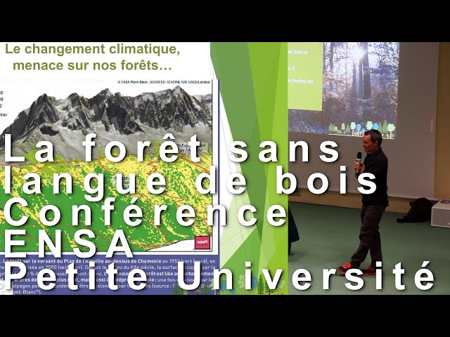 La forêt sans langue de bois