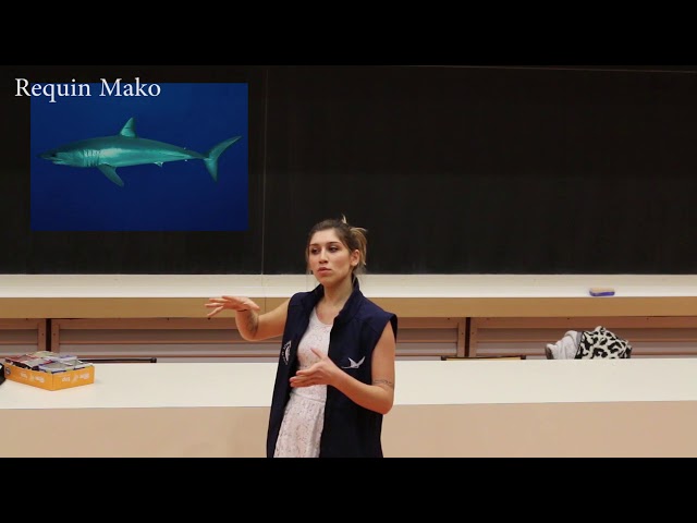 Les requins, au-delà du mythe