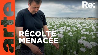 Des agriculteurs tchèques sauvent leur pavot