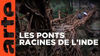 Inde : les ponts vivants du Meghalaya
