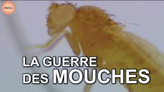 La guerre des mouches !