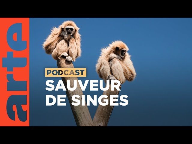 L'ami des gibbons