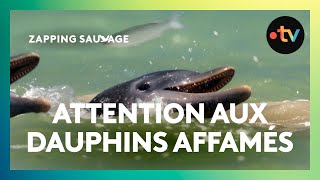 Pour attraper les poissons, ces dauphins ont une technique imparable