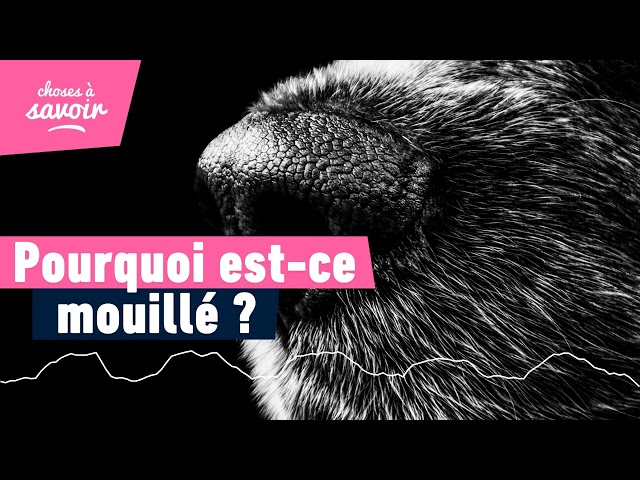 Pourquoi les chiens ont-ils la truffe mouillée ?