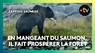 Quand le saumon rencontre l'ours, la forêt prospère !