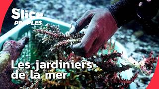 Raja Ampat : des récifs en péril, des héros locaux