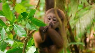 SOS Gibbons : les orphelins de la jungle