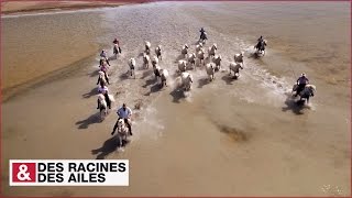 Transhumance des chevaux en Camargue