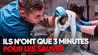 Urgences vétérinaires : dans les coulisses d’un métier impitoyable
