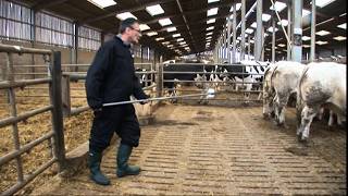 Viande - Élevage sous hormones