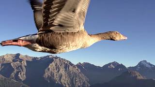 Voyage avec les oiseaux migrateurs