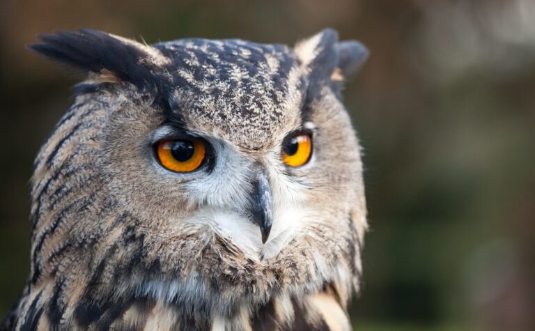 Article | Chouettes et hiboux : comment les distinguer ?