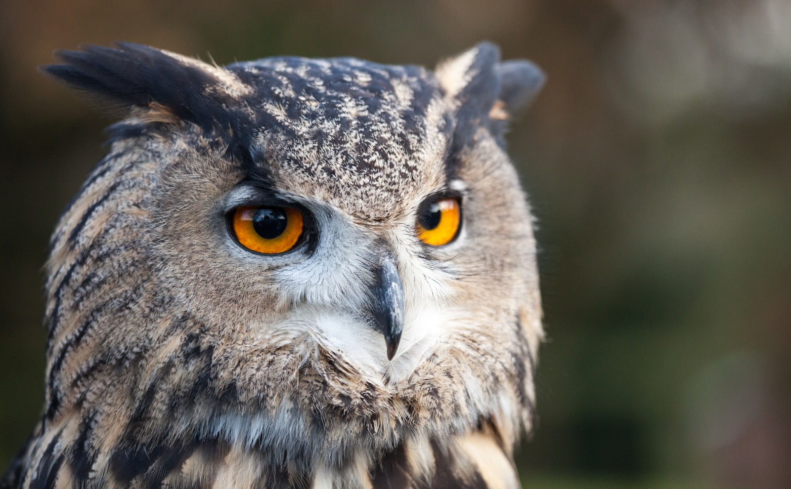 Chouettes et hiboux : comment les distinguer ?
