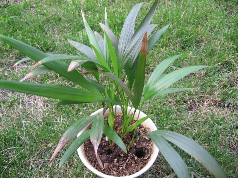 Article | Cultiver et soigner le palmier de Madagascar